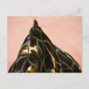 Gefangenes Tier Postkarte