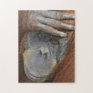Gefangenes weibliches Sumatranischer Orang-Utan Puzzle