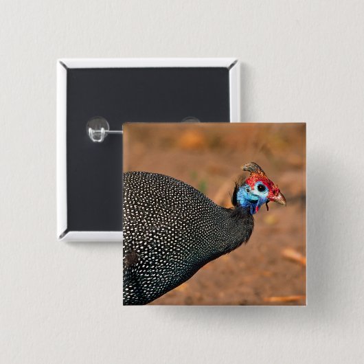 Gefiederte Guinea (Numida meleagris). Afrika, Button (Vorne & Hinten)