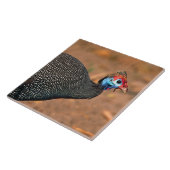 Gefiederte Guinea (Numida meleagris). Afrika, Fliese (Seite)