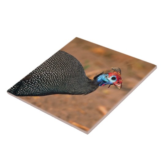 Gefiederte Guinea (Numida meleagris). Afrika, Fliese (Seite)