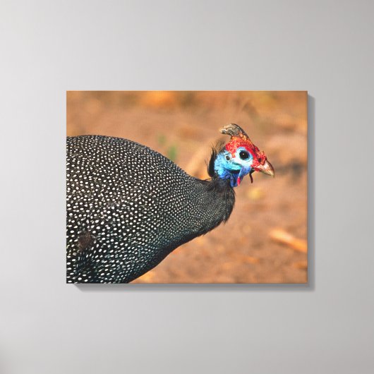 Gefiederte Guinea (Numida meleagris). Afrika, Leinwanddruck (Vorderseite)