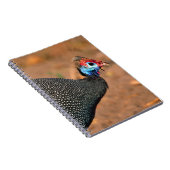 Gefiederte Guinea (Numida meleagris). Afrika, Notizblock (Rechte Seite)