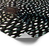 Gefiederte Guinea (Numida meleagris). Afrika, Poster (Ecke)