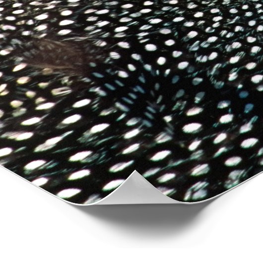 Gefiederte Guinea (Numida meleagris). Afrika, Poster (Ecke)