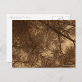 Gefilterte Sunshine Thru Pines Postkarte (Vorne/Hinten)
