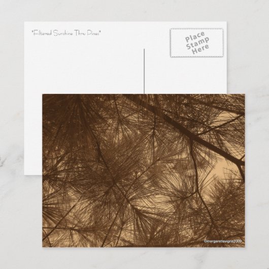 Gefilterte Sunshine Thru Pines Postkarte (Vorne/Hinten)