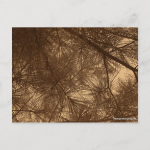 Gefilterte Sunshine Thru Pines Postkarte