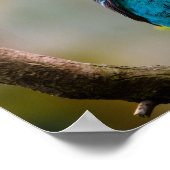 Gefleckte Cotinga Poster (Ecke)