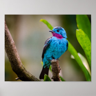 Gefleckte Cotinga Poster