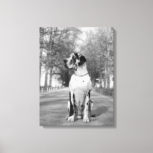 Gefleckte Deutsche Dogge Leinwanddruck (Vorderseite)