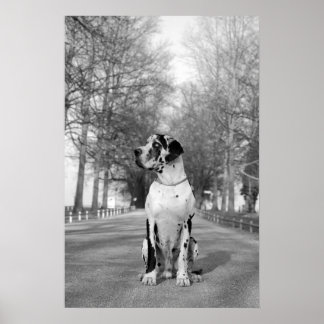 Gefleckte Dogge Poster