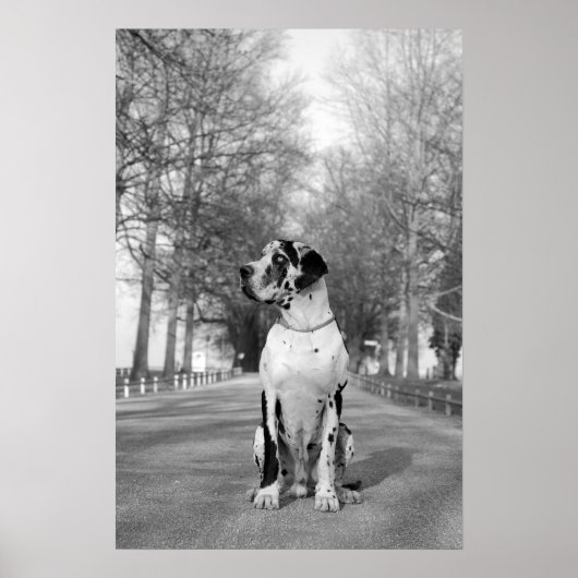 Gefleckte Dogge Poster (Vorne)