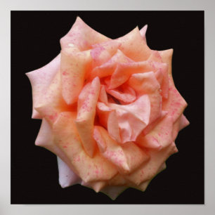 Gefleckte Pfirsichrose in Blüte Poster