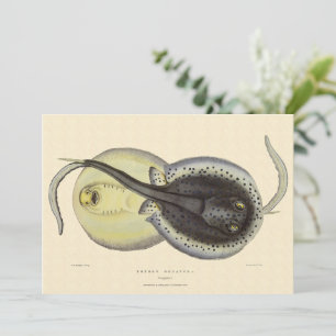Gefleckte Stachelrochen, Vintage Meeres Tiere