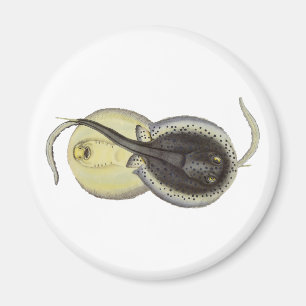 Gefleckte Stachelrochen, Vintage Meeres Tiere Magnet