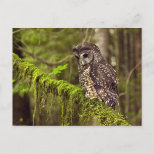 Gefleckte Waldohreule (Strix occidentals caurina) Postkarte