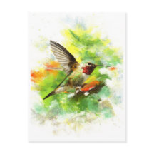 Gefleckter Hummingbird