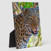 Gefleckter Leopard Fotoplatte (Seite)