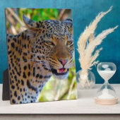 Gefleckter Leopard Fotoplatte (Seite)