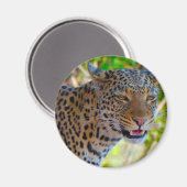 Gefleckter Leopard Magnet (Vorderseite/Rückseite)
