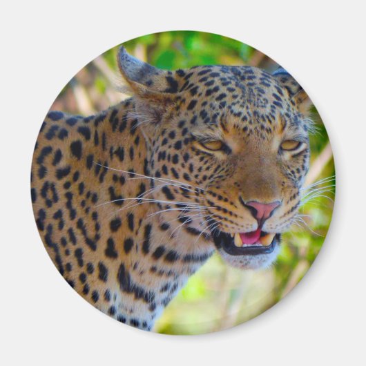 Gefleckter Leopard Magnet (Vorne)