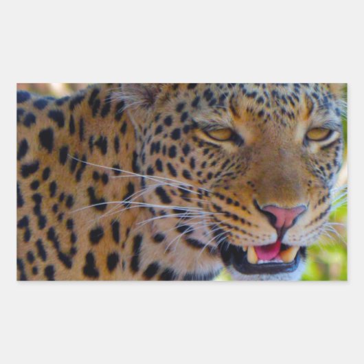 Gefleckter Leopard Rechteckiger Aufkleber (Vorderseite)
