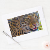 Gefleckter Leopard Rechteckiger Aufkleber (Umschlag)