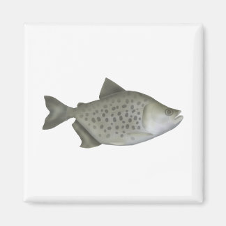 Gefleckter Piranha Magnet