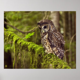 Gefleckter Waldkauz (Strix occidentals caurina) Poster