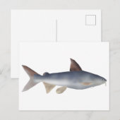 Gefleckter Wels Postkarte (Vorne/Hinten)