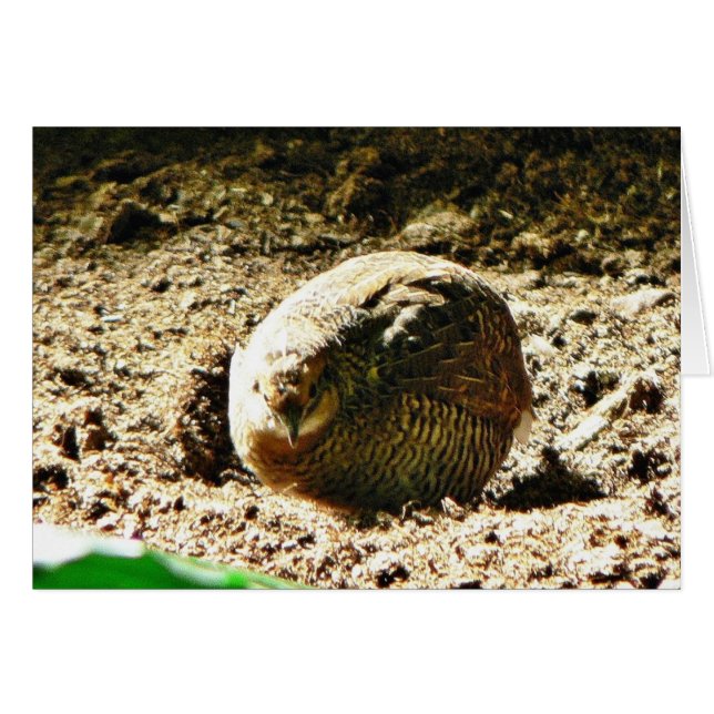 Geflügel irgendeiner Art (Vorderseite (Horizontal))