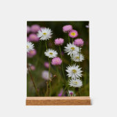 Geflüster der Wildblumen Acrylschild (Vorderseite)