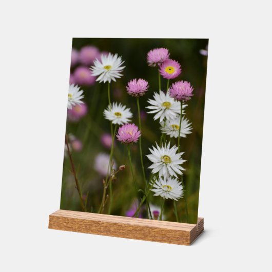Geflüster der Wildblumen Acrylschild (Winkel)