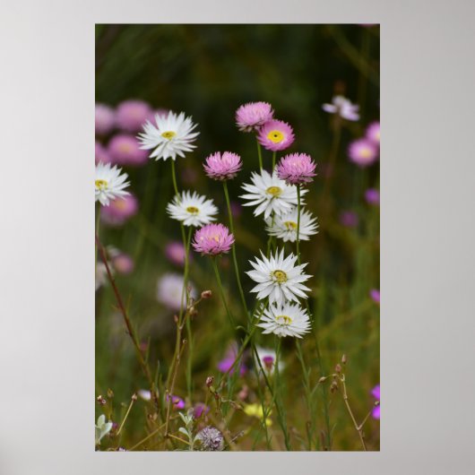 Geflüster der Wildblumen Poster (Vorne)