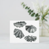 Gefluteter Riesenklam Postkarte (Stehend Vorderseite)