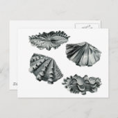 Gefluteter Riesenklam Postkarte (Vorne/Hinten)