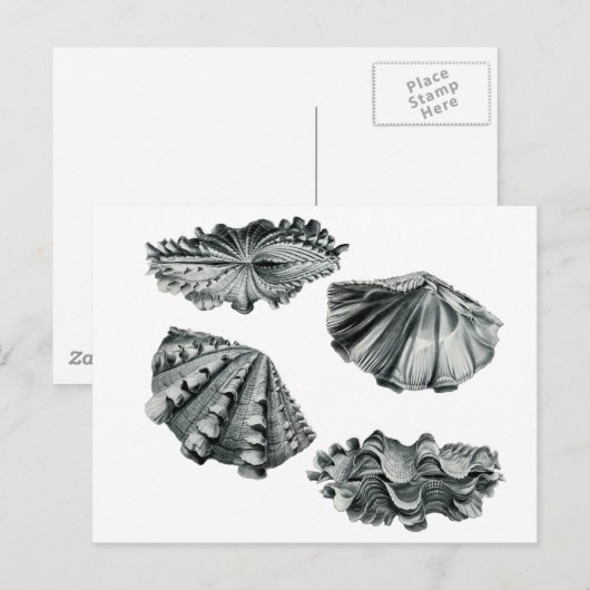 Gefluteter Riesenklam Postkarte (Vorne/Hinten)