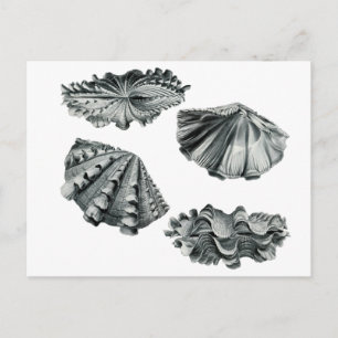 Gefluteter Riesenklam Postkarte