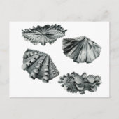 Gefluteter Riesenklam Postkarte (Vorderseite)