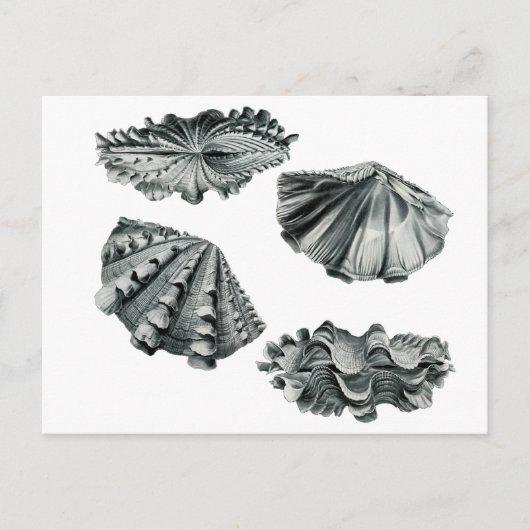 Gefluteter Riesenklam Postkarte (Vorderseite)