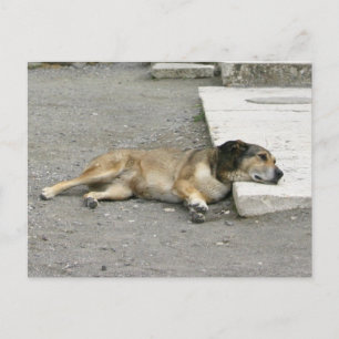 Gefrierfisch für Hund Postkarte