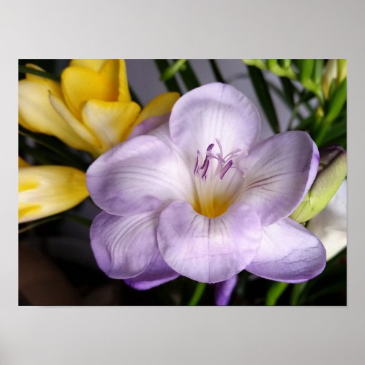 Gefrierfisch Poster (Vorne)