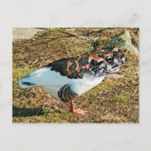 gefroren postkarte (Vorderseite)