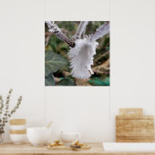 gefrorene Feder Poster (Küche)