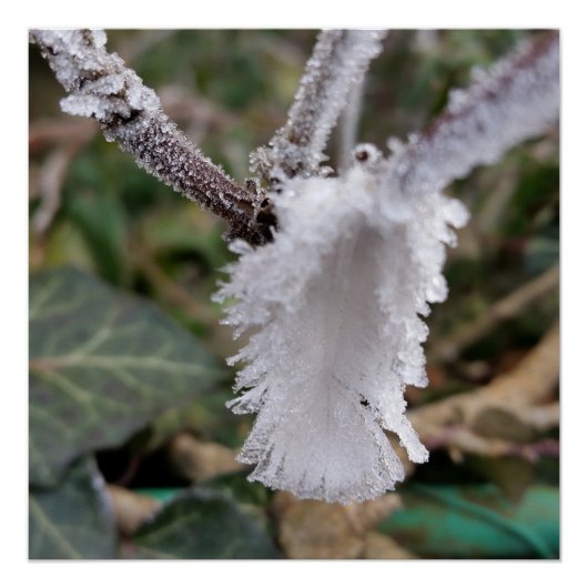 gefrorene Feder Poster (Vorderseite)