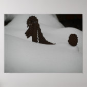 Gefühl begraben? Poodle im Schnee Poster (Vorne)