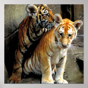 Gefühl Frisky ? Poster