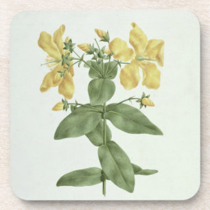 Gefühl-Reichweite (Hypericum quartinianum) (w/c Getränkeuntersetzer