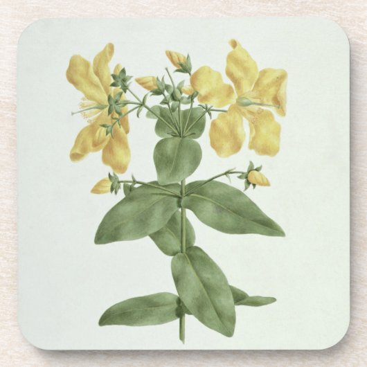 Gefühl-Reichweite (Hypericum quartinianum) (w/c Getränkeuntersetzer (Vorderseite)
